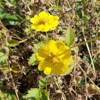 Potentilla  'Mont D'Or'